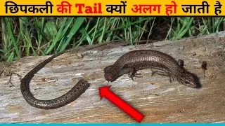 Chipkali की पुँछ क्यों उसके Body se अलग ho jati है | Why Lizards Tails Cut Off ?