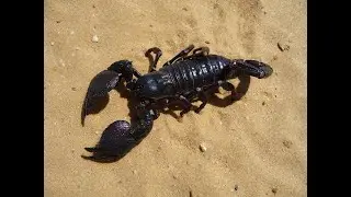 Learn Interesting Facts about The Emperor scorpion that Nobody Knows