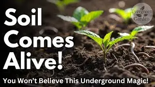 Stop Digging Your Garden! Here&rsquo;s What Happens Underground and Why Plants Explode With Growth