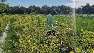 SATISFYING FARM WORK: FASTEST WAY TO PICK SPICY CHILI BY HAND! -Agriculture Farming