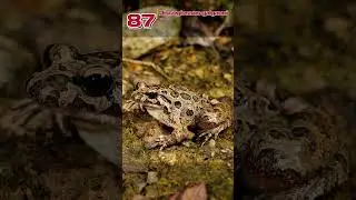 Discoglossus Galganoi: The Rare Toad of the Iberian Peninsula | EP87