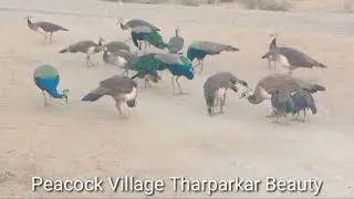 Amazing beauty of nature I Peacocks flock busy in feeding I