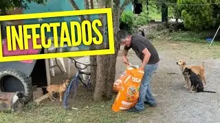 Pobres cachorros estar&agrave;n infectados? Segundo intento de agarrar a este perrito flaco y temeroso..