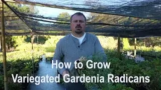 How to grow Variegated Radicans Gardenia with a detailed description