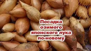 Посадка озимого лука по-новому. Выбираю новинку японских селекционеров Сеншуй и 