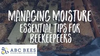 Managing Winter Moisture: Essential Tips for Beekeepeers