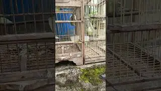 Sepasang burung cipow/sirtu gacor #burung #sirtu #gacor | MEDIA KICAU