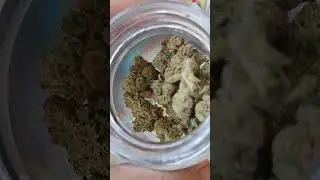 Skywalker og kush