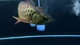 Arowana MGBB | Malaysia Golden Blue Base | OCT 2022