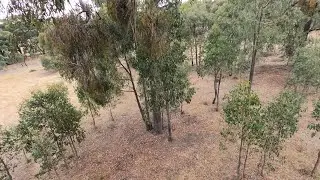 Woodturning - Harvesting Mistletoe