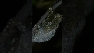 Sunda flying lemur #sunda #lemur #animalshorts #worldwide
