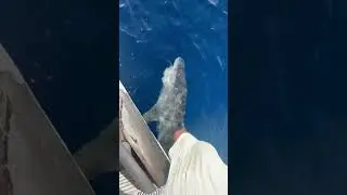 Catching a Tiger Shark!
