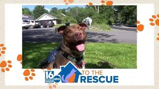 16 To The Rescue: Alexandria