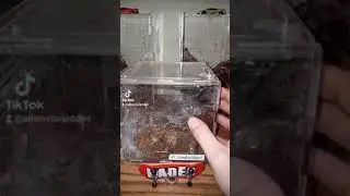 Psalmopoeus cambridgei feeding and a little tarantula whisper action.