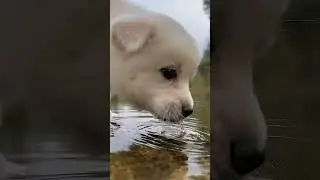 Thirsty Dog Drinks Water Like Never Before! | Adorable Stream Moment Goes Viral