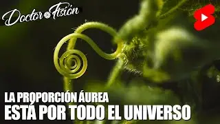 La PROPORCI&Oacute;N &Aacute;UREA est&aacute; POR TODO EL UNIVERSO 🌌