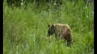 ursus americanus