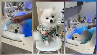 Dog SPA Care | Puppy Spa Day | Relaxing Dog Bath ASMR 💦🐾| Dog Care Routine 