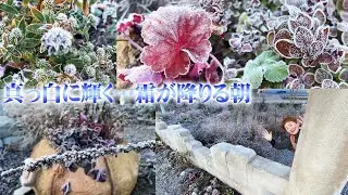 【朝の霜で庭が一瞬で真っ白な銀世界に】美しすぎる植物の姿と庭の植栽で霜に当たっても平気な植物と心配なもの【花の谷オールドビレッジ】