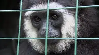 Endangered Animal Rescue Centre | Tigers About The House: What Happened Next | BBC Earth