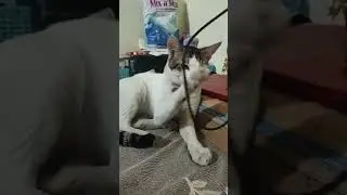 This Is How My Cat Plays All Day 😼#cat #playingcat #cute #catfunny