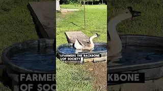 Farmers #farmer #ag #agriculture #comedy #jokes #haha #farmanimals #farmjokester #michaelsalerno