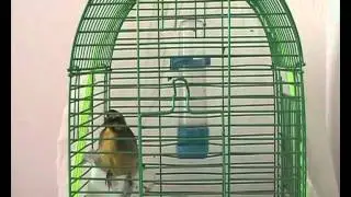 serinus mozambicus (mozambik kanaryası) T&uuml;rkiye...
