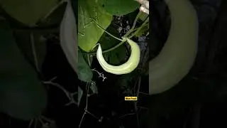 What is This? #short #shortvideo #nature #nice #nicefood #nicevideo