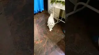 Signs your cat loves you 🐱🫣🤗&hearts;️#shorts #trending #viral #youtubeshorts