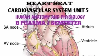 Heart Beat Explained | Cardiovascular System Unit 5 | Human Anatomy & Physiology B Pharma 1 sem.