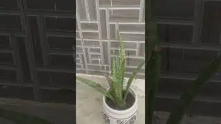 #viralshorts#snake#plant#moving#snail#fun#