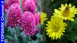 10 Variedades hermosas de crisantemos