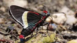Mysoria barcastus venezuelae (Hesperiidae) Ci&eacute;naga de Paredes, Santander, Colombia