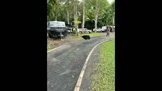 Cassowary eats apple - don&rsquo;t leave fruit out! #cassowary #southmissionbeach