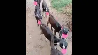 goat wearing masks