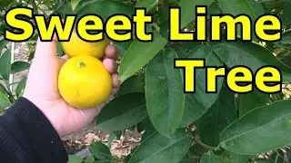 Sweet Lime Tree - Best For Juicing