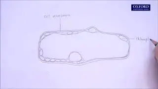 Online tutorial 2.1 Drawing high-power biological diagrams