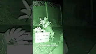 Security camera captures fantastic creature stealing bananas in a yard.