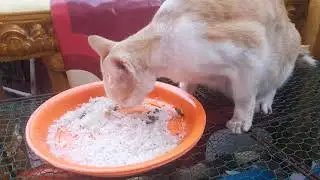Mom cat is very tired she is eating after giving birth 