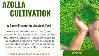 Azolla Farming Guide in Kenya : A complete Guide  #Azolla #Azollafarming  #AzollaBenefits 