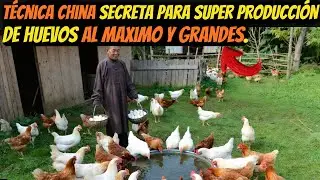 Técnica china Secreta para super Producción De Huevos de gallinas Al Máximo y grandes.