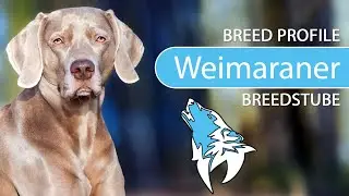 ► Weimaraner Breed Profile [2022] Temperament & Training