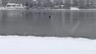 Family of Canada Geese Cross While Winter Cold Water Training in the Snow (Not Wim Hof Method)
