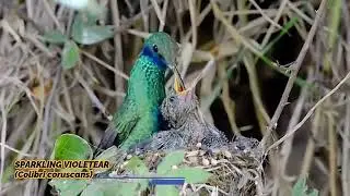 Sparkling Violetear (Colibri coruscans)