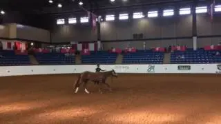 APHA World Show Longe Line Futurity Reserve Champion