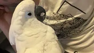 Autumn of Japan 🍁 Crimson Maples, Zen Gardens & Maşuk the Cockatoo Relaxing No Copyright Music