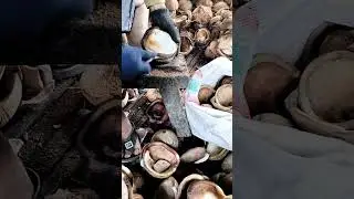 Cara mudah mencungkel daging kelapa