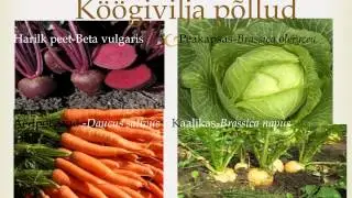 P&otilde;ld kui elukooslus