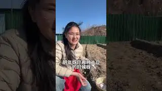 #Potato#Potato cultivation#Potato cultivation techniques and management#High yield of