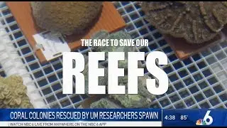The Race To Save Our Reefs by NBC6 Miami